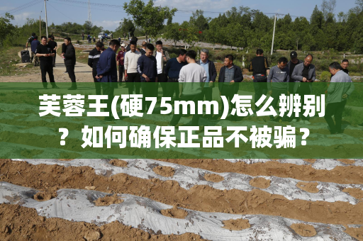 芙蓉王(硬75mm)怎么辨别？如何确保正品不被骗？